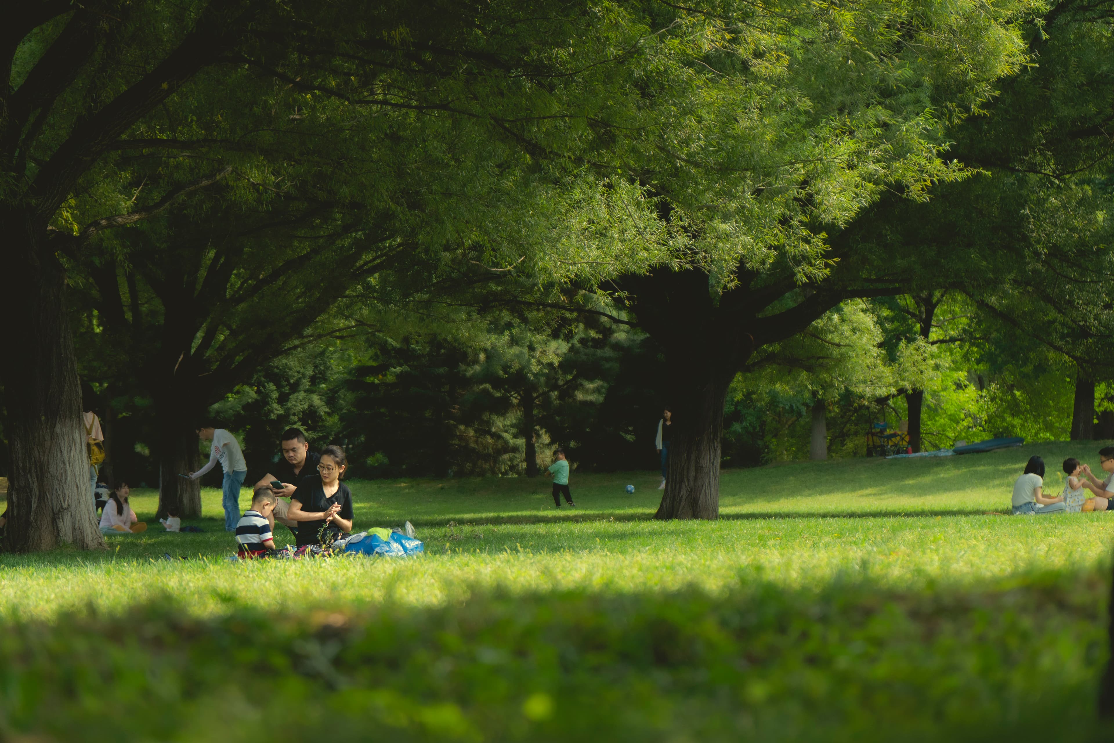 Families enjoy a sunny afternoon picnicking on a grassy field beneath large, leafy trees.